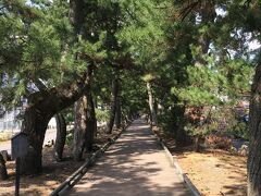 三保の松原から、御穂（みほ）神社へ続く、この一直線の松並木「神の道」も世界遺産の一部との事。神社まで歩いてみます。