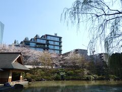 てくてく歩いて、東京ミッドタウンの向裏手にある大きな公園に来ました。
こちらも桜が満開です。ちょっと公園内を散策しました。