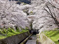 うおおおぉぉぉぉぉ！！！！！
目の前に咲き広がるこの圧倒的な桜色の絶景・・・
当日の琵琶湖疏水の桜は今まさに見頃な状態であって、春を感じる素敵な風景をたくさん見つけることが出来ましたね、大変素晴らしい！