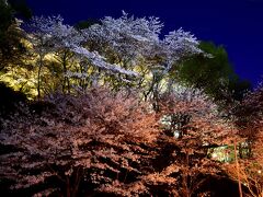 関西屈指の桜の名所として名高い三井寺では、桜の見頃の時期に合わせて境内に咲き広がる桜と歴史的建造物がライトアップされて、夜空に浮き上がる美しい桜の絶景が見られるんですよねえ