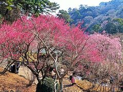 熱海梅園-5　梅まつり　園内一巡　47/　　　26