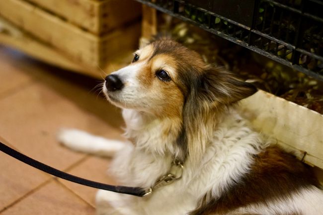 スーパーでお土産を探してたら店内にワンコ発見。