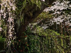 9：00　蓮華寺（れんげじ）

樹齢300年、江戸彼岸系の枝垂桜、市の天然記念物。


拝観料　無料
駐車場　無料