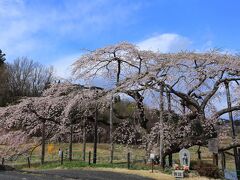 9：00　中島の地蔵桜

樹齢150年の紅枝垂桜が八分程。
駐車場についた頃、降り出した雨が雪にかわったけど1時間程待つと青空に。

駐車場　無料