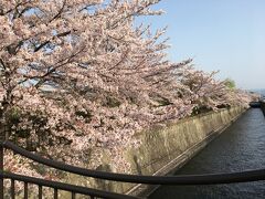 鴨川沿いの桜並木