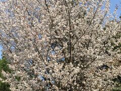 堺町御門から入ると目の前には桜の大木