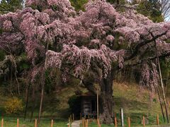 6日目　4月10日　15：30　紅枝垂地蔵桜

樹齢400年、市の天然記念物。
三春の滝桜の娘と伝わる1本桜。
満開間近。


駐車場　無料
