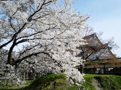 新発田　宝光寺の桜