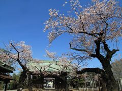 祐天寺は長い間改修工事をしていましたがすべて完了して静かになりました。
今年も桜が綺麗に咲いています。