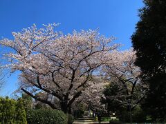 中目黒駅で東京メトロ２４時間券（600円）を購入して南砂町駅へ。
南砂町駅近くの南砂三丁目公園の桜は満開です。
