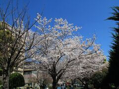 城東公園の桜も満開なので立ち寄ってみました