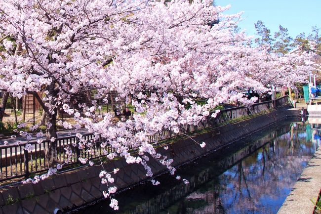 中目黒 仙台堀川公園 日比谷 六本木 お花見と街歩き 東京の旅行記 ブログ By 温泉大好きさん フォートラベル