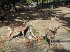 春日大社へバスで向かいます。