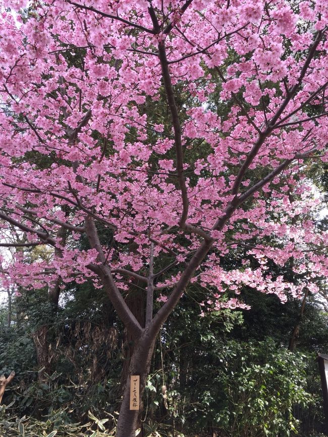 御朱印散歩 桜が咲いたら櫻木神社へ ついでにキッコーマンもの知りしょうゆ館も 野田 関宿 千葉県 の旅行記 ブログ By まめ猫さん フォートラベル