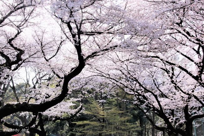 久しぶりに実家近くでお花見 石神井公園と石神井川の桜 練馬 東京 の旅行記 ブログ By クッシーさん フォートラベル 久しぶりに実家近くでお花見 石神井公園と石神井川の桜 練馬 東京 の旅行記 ブログ By クッシーさん フォートラベル