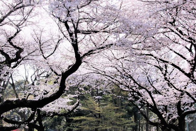 久しぶりに実家近くでお花見 石神井公園と石神井川の桜 練馬 東京 の旅行記 ブログ By クッシーさん フォートラベル