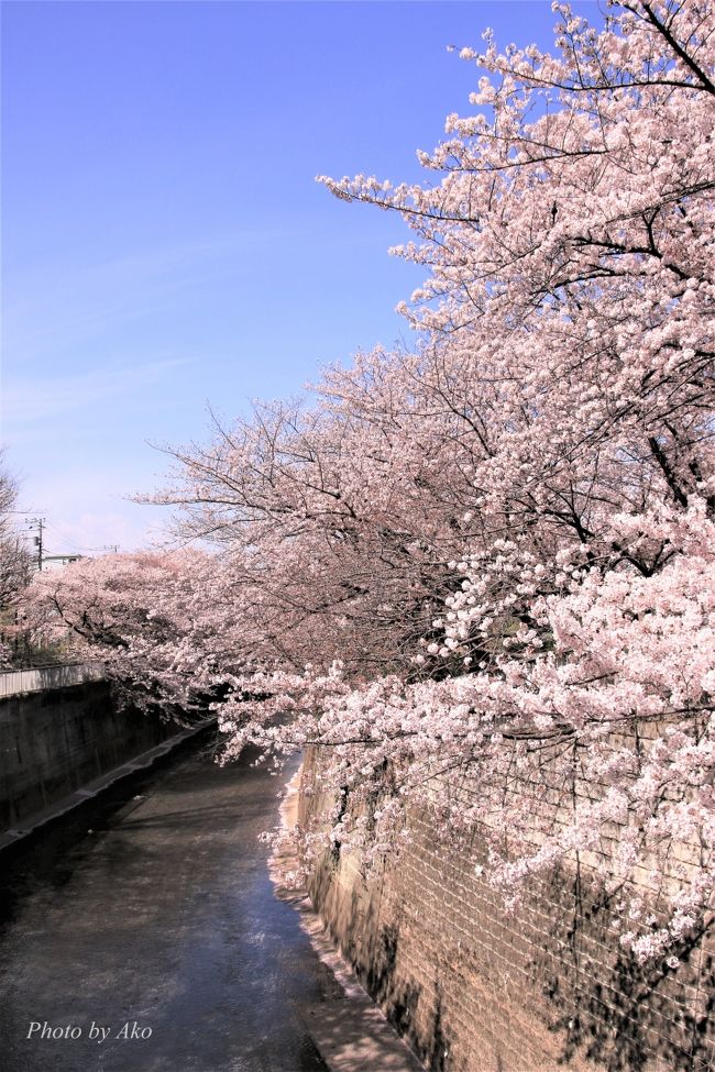 久しぶりに実家近くでお花見 石神井公園と石神井川の桜 練馬 東京 の旅行記 ブログ By クッシーさん フォートラベル