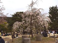 八坂神社の奥には円山公園があり大きな枝垂れ桜が有名ですが、すでに葉桜となっていて隣接の小さな枝垂れ桜が見頃でした。花見の皆さんもこちらの周辺で楽しんでいました。