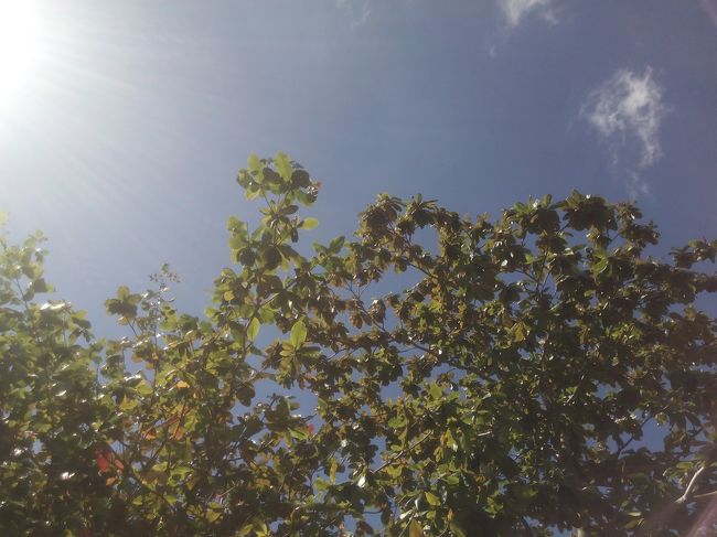 もう朝日からギラギラです。木陰じゃないと耐えられません。北欧、ロシアなどからの旅行客は別のようですが。