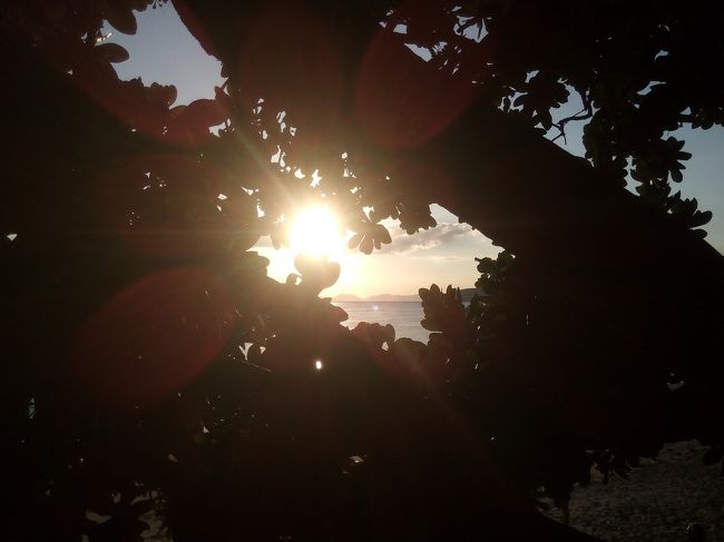 ゴロゴロしている間にあっという間に夕方、まぶしすぎて木の陰から夕陽にシャッター。