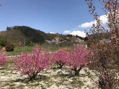 郡山から福島へ移動し、臨時駐車場に車を止めて、花見山公園へ向かうバスに乗り換え移動しました。
この時点で12:20。
14:00に郡山で車を返却するには、13:00には福島を出発しなければなりません。
バスは20分間隔なので、14:40のバスで駐車場に戻らねばならず、20分しか滞在できないことになります。

