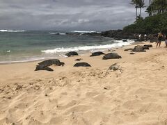 海岸を右に進むと、いました！ホヌ！
見れないと思っていましたがのでラッキー！
初めて野生のホヌをビーチでみました。