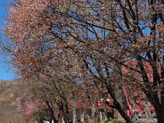 赤い屋根のユースホステル前には大きな桜の木が数本並んでいます。
