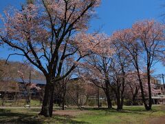 「鶴雅リゾートスパ水の謌」のお庭も桜が満開！！

