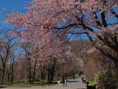 アップで幾つかご紹介した後は支笏湖温泉湖畔園地の桜です。
正面の山は紋別岳です。

