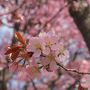 残雪の山をバックに咲く北海道の桜