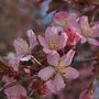 残雪の山をバックに咲く北海道の桜