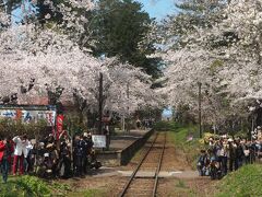 五所川原から30分ほどで芦野公園に到着
桜のトンネルに列車が走るスポットのため多くの観光客がいます
駅に踏切がないので係員がロープで仕切りを作ります