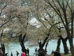 　桜祭りパレードを見た後のお客達が、大変多く、この辺りに流れてきています。
ポトマックリバーの桜を見たくて、このツアーを選んだので、桜に何とか間に合ってよかったです。
　今年は日本も、冬寒く、その後急に暖かくなったので、桜も一気に咲いてしまいました。こちらもそうだったようで、先週が見ごろだったようです。