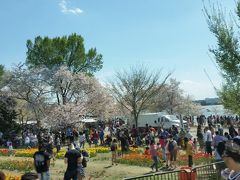 　足元には花畑、岸に桜、その向こうが川。青空にそれらが良く映えます。
「タイダルベイスン」という地名だそうです。

　桜にはピンクの「ソメイヨシノ」と白い「アケボノ」というのがあるそうです。
あちこちの道路際に咲いているのは「梨」の仲間の花らしいです。おしべとめしべが赤いというくらいしか、違いは良く分かりません。