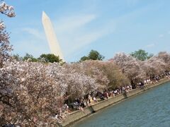 　ガイドさんお勧めの、「ワシントンＤＣの桜」絶景撮影ポイント。
このワシントン記念塔が一緒に入らないと、どこの桜か分かりません。さすがです。ぐるぐるぐるぐる、時間をかけてバスが止められるところを探して貰ったかいがあります。