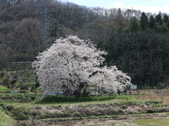 満開の石部桜です。