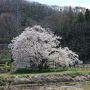 [2018年4月]  桜紀行 福島県会津若松市 石部桜・鶴ヶ城