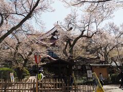 高遠城址公園

自由散策スタート。

高遠小彼岸桜は、花形はやや小ぶりで赤みが強いのが特徴。
（この写真では分かりませんね。）
高遠城址公園には、明治8年頃から植え始め、樹齢140年を超える老木を含め、
現在約1500本の樹林となっており、「天下第一の桜」「日本三大桜の名所」といわれるます。