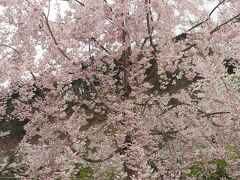 臥竜公園　八重紅枝垂桜　11:05頃到着

須坂氏にある臥竜公園は、「さくら名所100選」のひとつ。