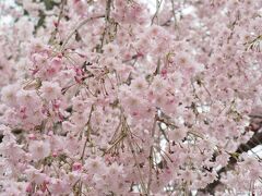 臥竜公園　駐車場の紅枝垂れ桜　12:00出発