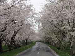 駅前の踏切を渡り北上すること20分くらいで小川原湖到着です
青森の桜名所にあまり大々的に宣伝していない場所でしたが
桜のトンネルが見事で湖畔に沿って2kmの桜並木が続きます
日曜日でしたがあまり車が通らなくてよかったです
