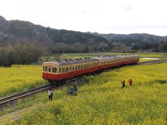 上総大久保駅からは、広い菜の花畑へ。 
この「石神の菜の花畑」は房総半島の中ではおそらく一番広い菜の花畑でしょう。 
菜の花畑の「海」のようで、ところどころにある水田とその菜の花畑の中を走る小湊鉄道のアクセントになり、一番の見どころでしょう。 
「撮り鉄」、写真愛好家がたくさん集まり、家族連れなども多く菜の花畑の「海」の中に入って楽しんでいました。 
