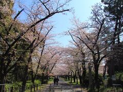 三ツ目通りを渡るとすぐ辰巳の森緑道公園の桜並木