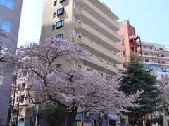 渋谷川沿いの恵比寿東公園には十数本の桜が植えられていて、数組のグループが花見をされていました。