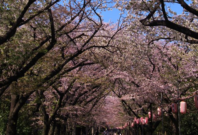 辰巳の森緑道公園でお花見の後 恵比寿から目黒界隈散策 東京の旅行記 ブログ By 温泉大好きさん フォートラベル 辰巳の森緑道公園でお花見の後 恵比寿から目黒界隈散策 東京の旅行記 ブログ By 温泉大好きさん フォートラベル
