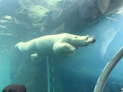 さて、お次はこの動物園の目玉。シロクマー！

水中トンネルがガラス張りになっていて、空飛ぶ白熊を眺められます。
ちょうどトンネルを通っている時に来てくれた♪