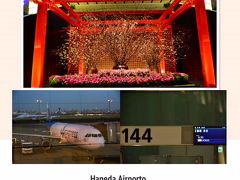 3月17日（Sat）

おはようございます。
羽田発6:30の香港エクスプレスにて出発。
我が家を出たのは3:00といういつもに増して早朝出発よ。眠い眠い(+o+)

羽田空港の一画、いつも季節感のあるディスプレイコーナーがあって目を楽しませてくれる。今日は桜だった～