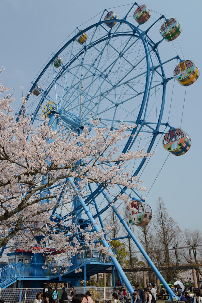 さくら名所100選 を訪ねる花見ドライブ その1 宇部市 ときわ公園 宇部 小野田 山口県 の旅行記 ブログ By Punchmsさん フォートラベル さくら名所100選 を訪ねる花見ドライブ その1 宇部市 ときわ公園 宇部 小野田 山口県 の旅行記 ブログ By Punchmsさん フォートラベル