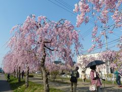 車を停めて「日中線記念自転車歩行者道」を散策します。
まだ時間が早いのでそれほどの人出はありません。