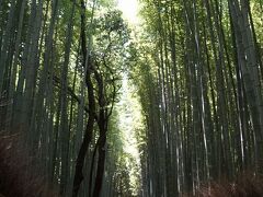 嵯峨野の竹林
見事な竹林が続いている。